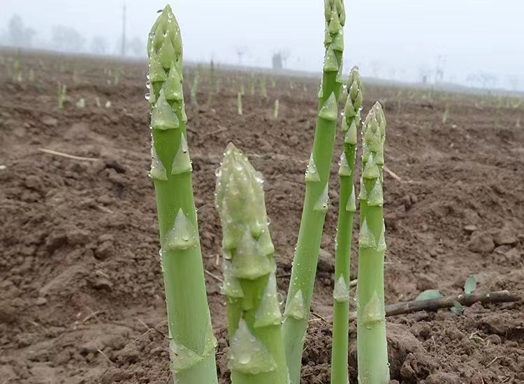 雜交一代康愛草1號蘆筍根苗廠家批發