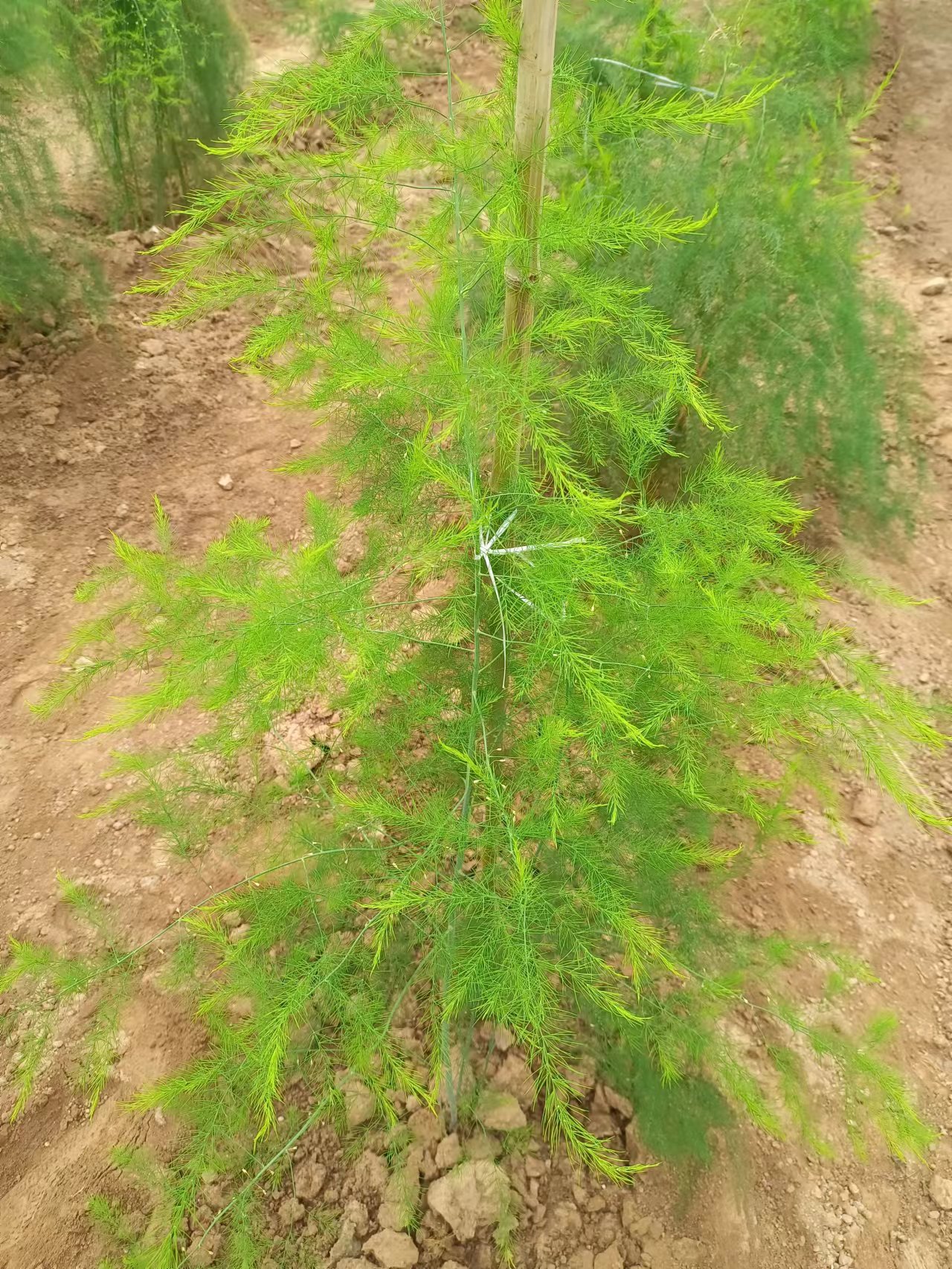 蘆筍根苗種植當年種當年采收喜歡的朋友種一些吧